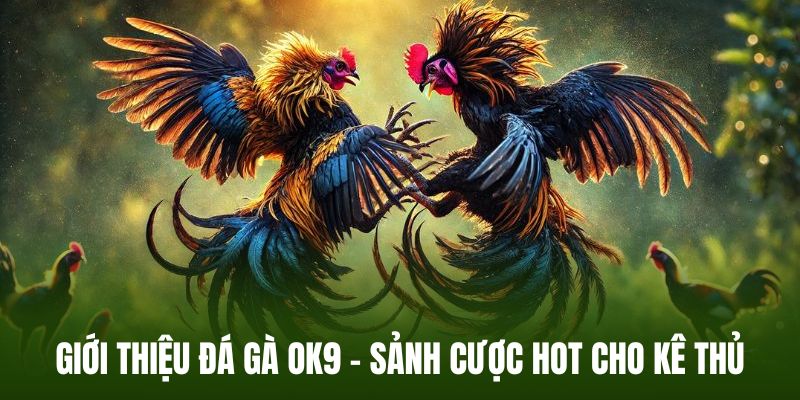 Đôi nét về sảnh đá gà online nổi tiếng của OK9