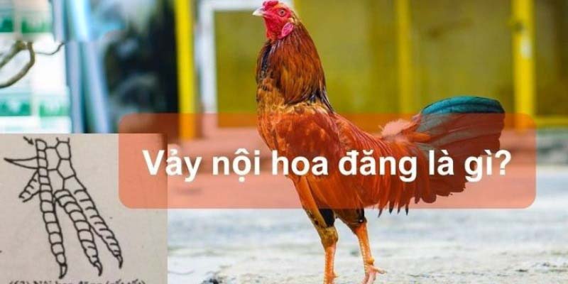 Vảy nội hoa đăng là gì? Những điều cần biết và lưu ý khi chọn chiến kê