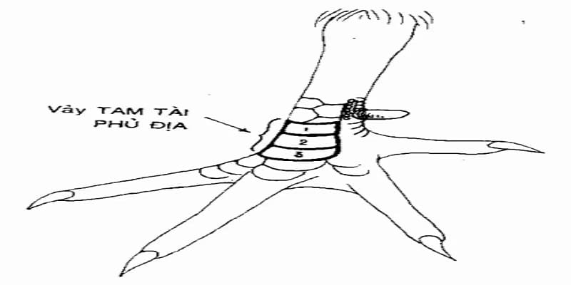 Vảy gà địa phủ - Dấu hiệu nhận biết giống gà quý hiếm