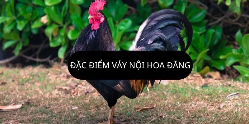 Đặc điểm để nhận biết chiến kê có sở hữu vảy quý hay không